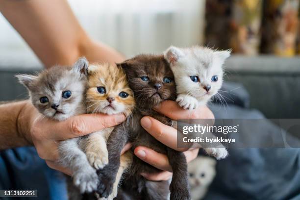british shorthair cat kitten - british shorthair cat stock pictures, royalty-free photos & images