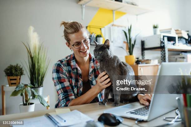millennial kvinna arbetar på bärbar dator medan hennes katt avbryter - russian blue katt bildbanksfoton och bilder