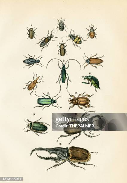 29点のヘラクレスオオカブトイラスト素材 Getty Images 29点のヘラクレスオオカブトイラスト素材 Getty Images