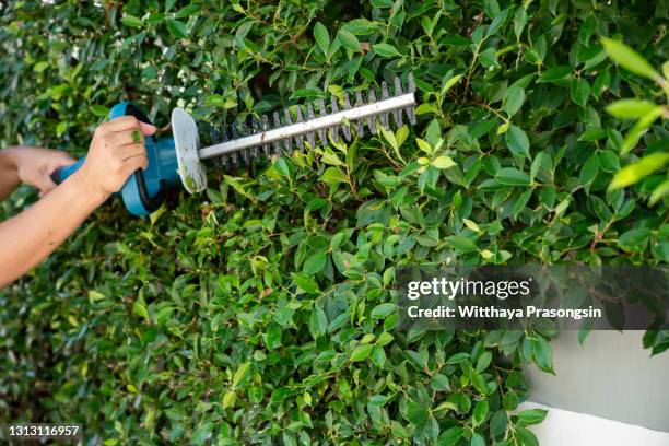 electricity garden scissors trimming green hedges work in the garden - heckenschere stock-fotos und bilder