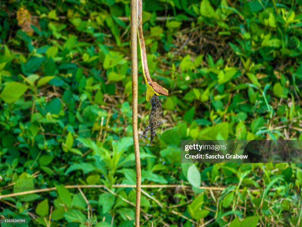 Snake Feasting on Lizard