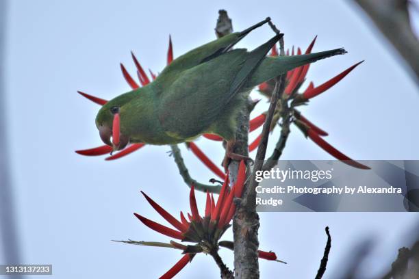 plain parakeet. - plain parakeet stock pictures, royalty-free photos & images
