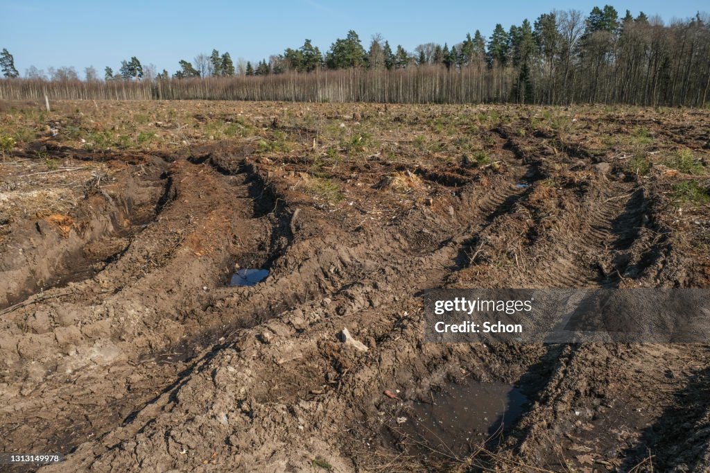 Ground damage after forest machines on a clear-cut in southern Sweden in the spring