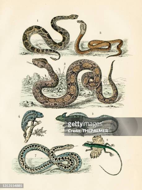 illustrations, cliparts, dessins animés et icônes de reptiles: caméléon, dragon volant, basilic, cobra, gravure de serpent à sonnettes 1872 - cobra