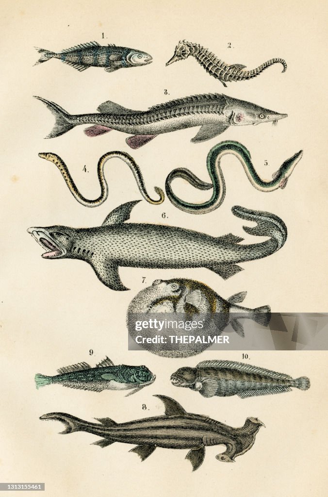 Fish: hammerhead shark, seahorse, puffer, lamprey engraving 1872