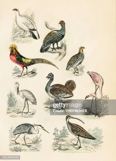 ilustraciones, imágenes clip art, dibujos animados e iconos de stock de aves: garza, ibis, urogallo, faásica, grabado flamenco 1872 - pheasant bird
