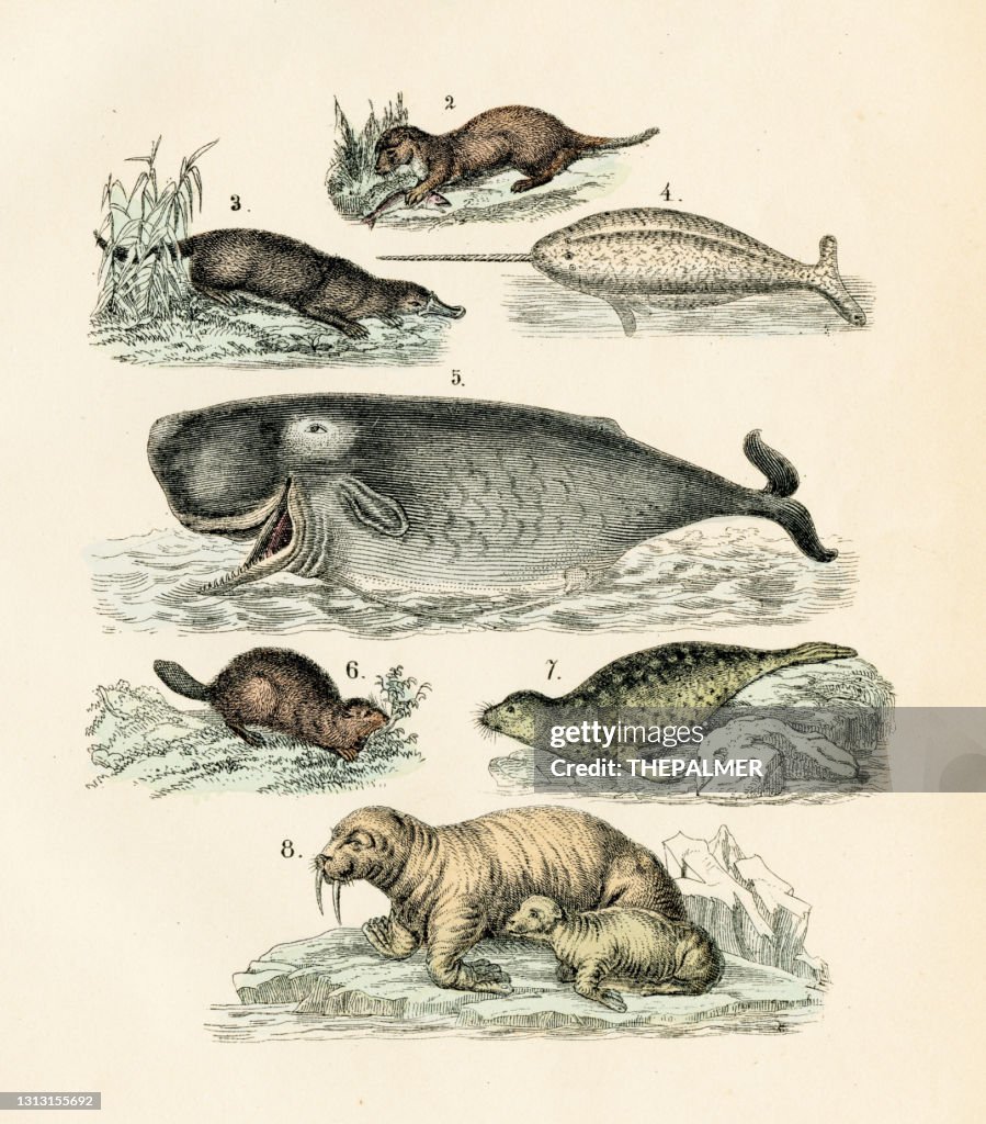 Narwhal, seal, sea lion, sperm whale engraving 1872