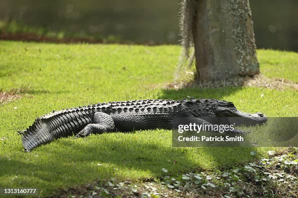 Aligator Rbc A alligator as seen on the course during the final round of the RBC ...
