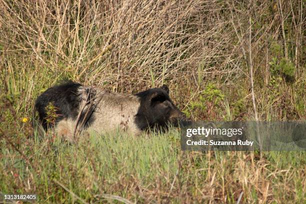 feral pig - wild hog stock pictures, royalty-free photos & images
