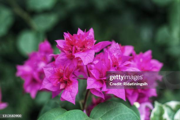 portarit off purple bougainvillea flowers are blooming - buganville foto e immagini stock