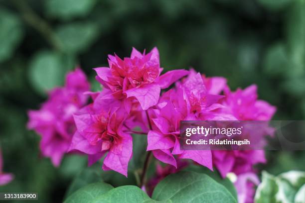 portarit off purple bougainvillea flowers are blooming - bougainvillea stock pictures, royalty-free photos & images