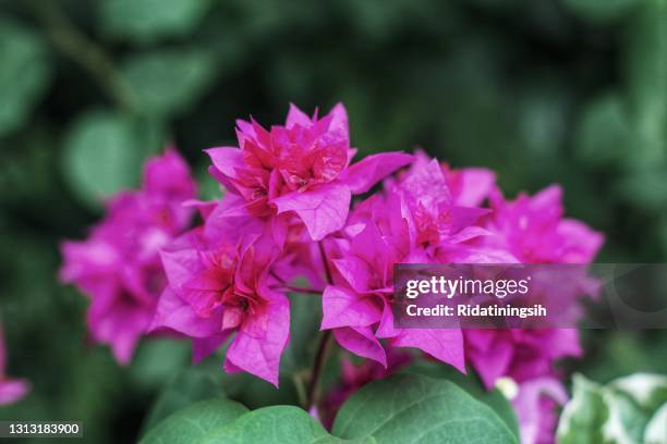 portarit off purple bougainvillea flowers are blooming - buganvília imagens e fotografias de stock