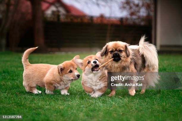 playing dogs - pembroke welsh corgi puppy foto e immagini stock