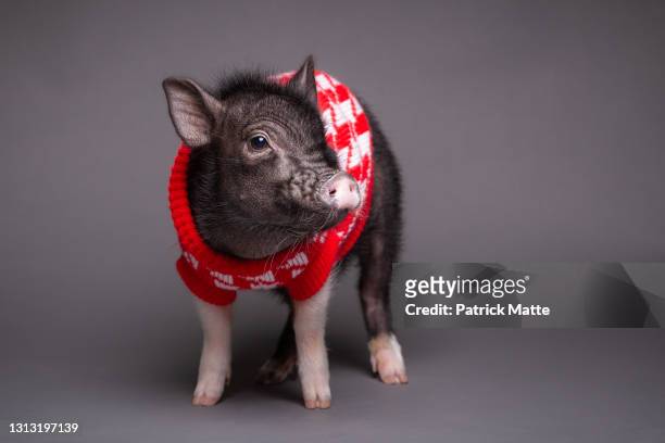 miniature pig with a wool sweather - 子豚 ストックフォトと画像