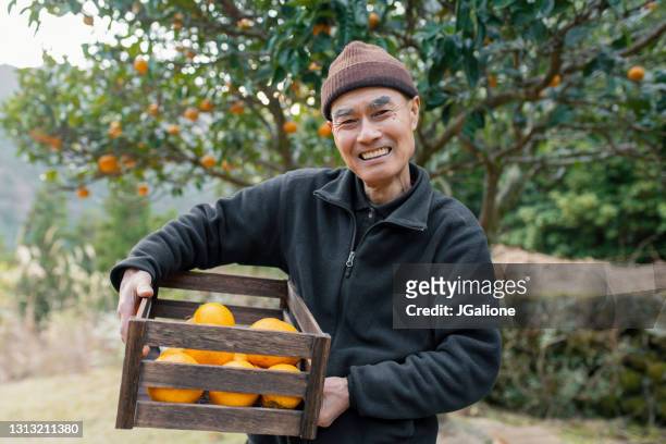 retrato de um fazendeiro sênior segurando uma cesta de frutas - orange farm - fotografias e filmes do acervo