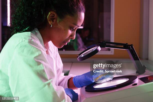 assistente de laboratório verificando amostra de e.coli - salmonella bacterium - fotografias e filmes do acervo