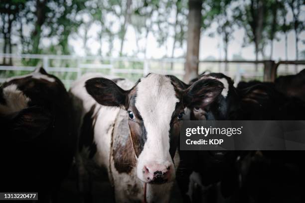 dairy cattle, animal farm livestock photography theme. - animal face stock-fotos und bilder