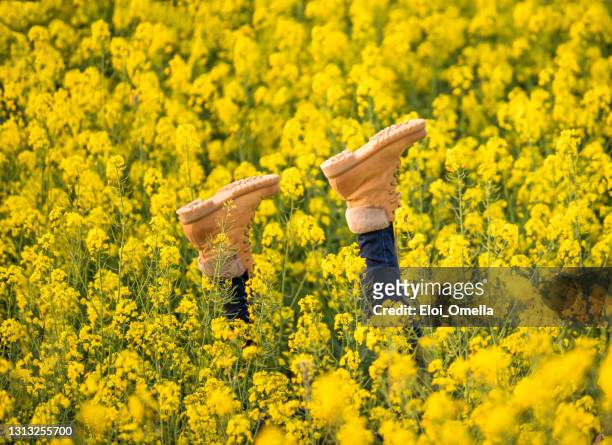 frauenbeine in der mitte eines gelb blühenden rapsfeldes - frühling pollen stock-fotos und bilder