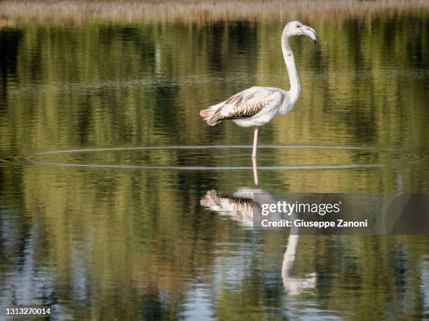 pink flamingo - オルベテッロ ストックフォトと画像