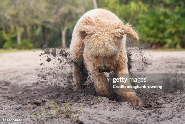 goldendoodle dog digging in the sand on the beach, florida, usa - digging beach photos et images de collection