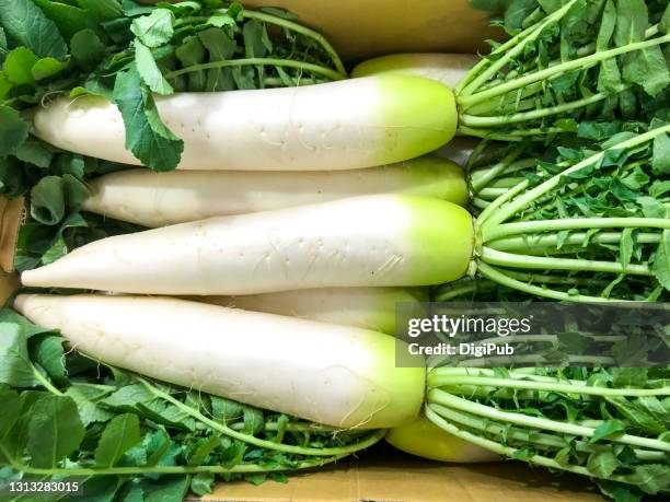 daikon radish, mooli, raphanus sativus var. longipinnatus - rábano grande japonés fotografías e imágenes de stock