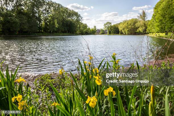 lake surrounded by lush vegetation - belgium landscape stock pictures, royalty-free photos & images