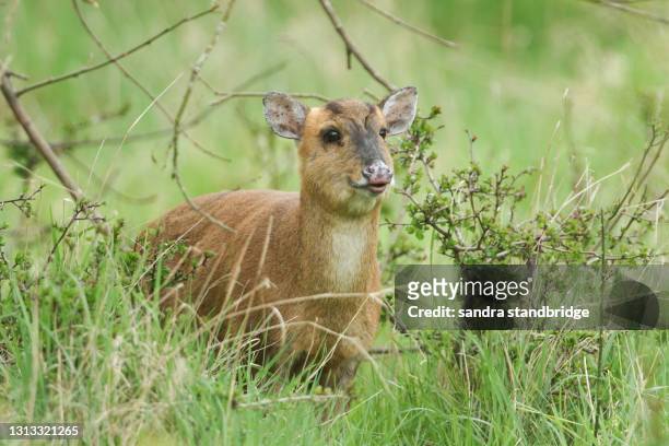 a pretty female muntjac deer, muntiacus reevesi, feeding in a field at the edge of woodland in the uk. - a female deer stockfoto's en -beelden