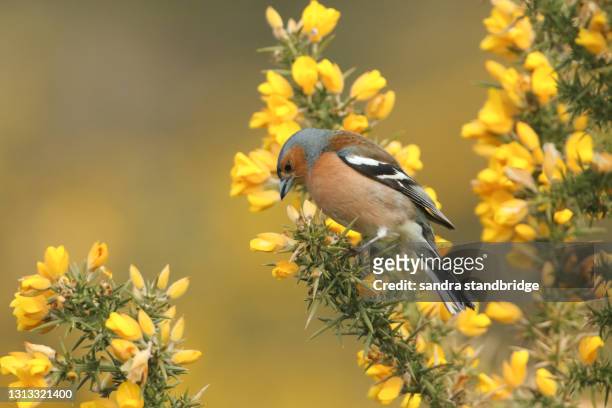 a stunning male chaffinch, fringilla coelebs, perched on a gorse bush in flower in springtime. - chaffinch stockfoto's en -beelden