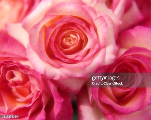 1990s Close-Up Of Pink Roses.