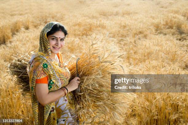 farmer carrying bunch of wheat crop on agriculture field - village harvest stock pictures, royalty-free photos & images