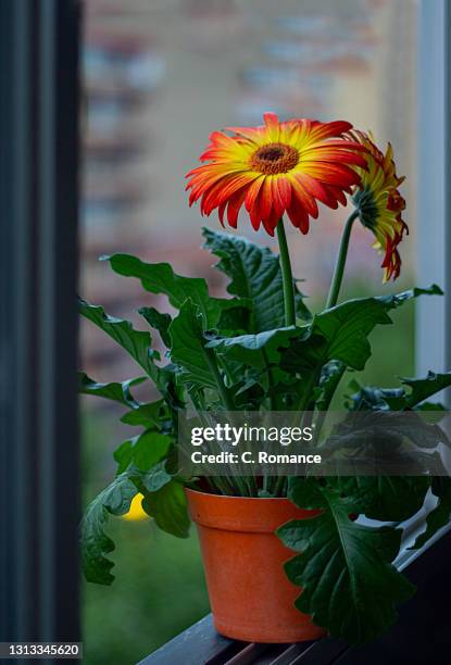 gerbera in the window - peitoril de janela imagens e fotografias de stock