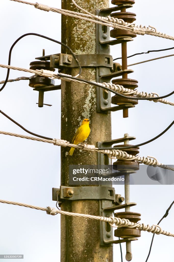 Atlantic canary between wires from a public light pole.