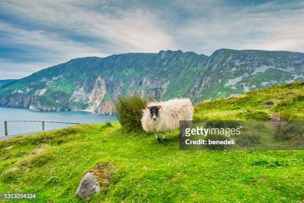 slieve league cliffs ireland sheep - slieve league donegal stock pictures, royalty-free photos & images