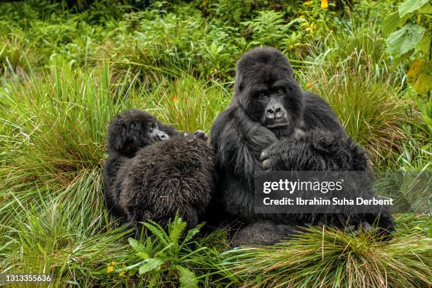 the silverback and young mountain gorillas (gorilla beringei beringei) are resting - silverback gorilla stock pictures, royalty-free photos & images