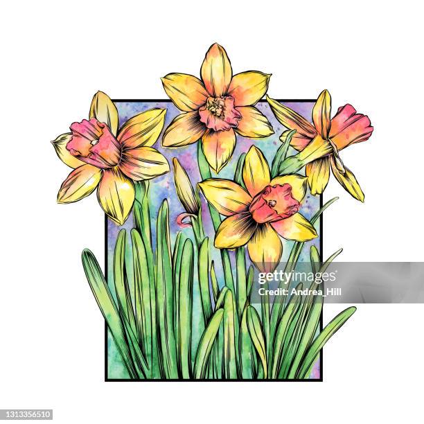 ilustrações, clipart, desenhos animados e ícones de ilustração do vetor de tinta de daffodils e aquarela eps10 - paperwhite narcissus