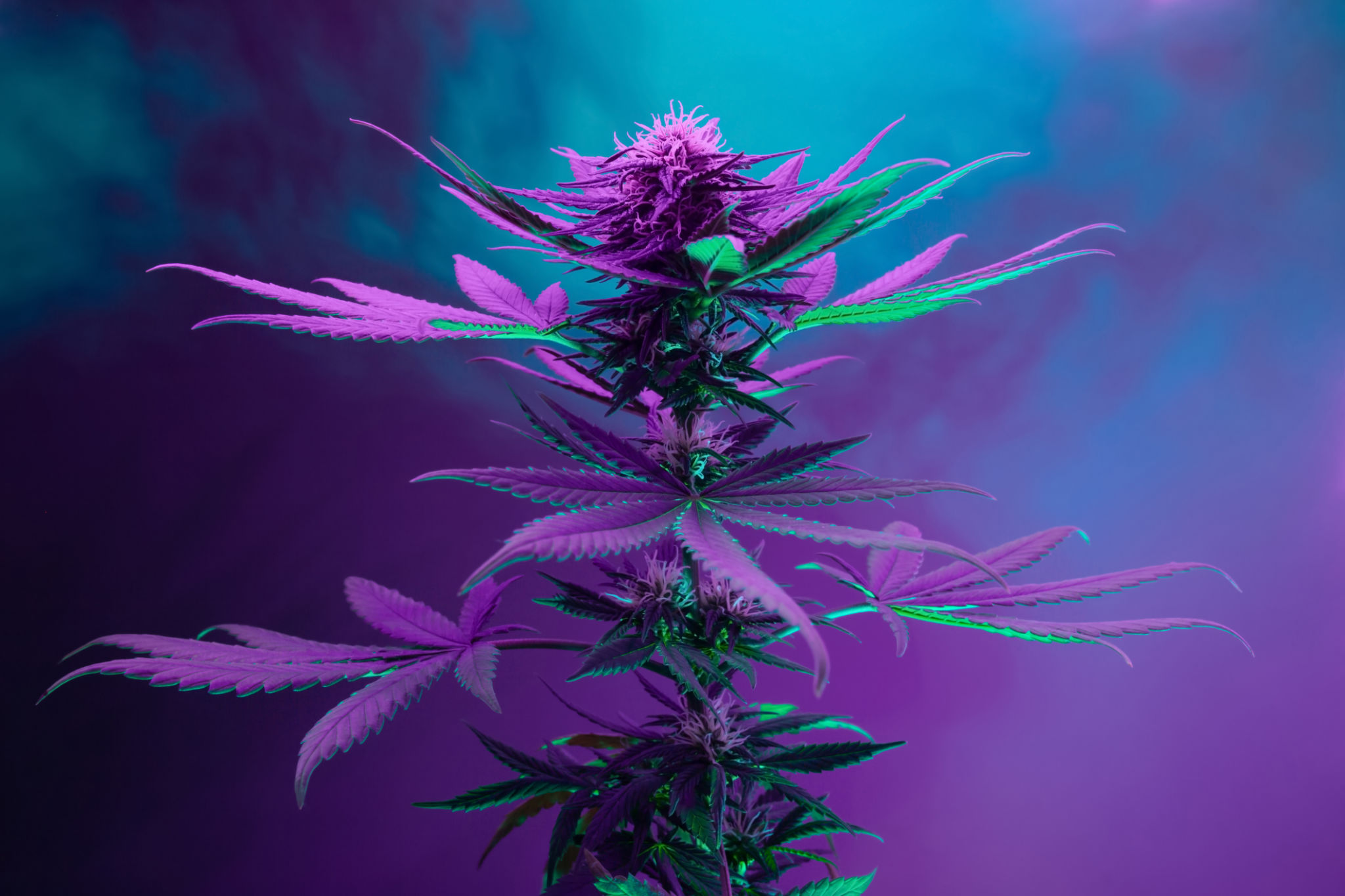 cannabis strains