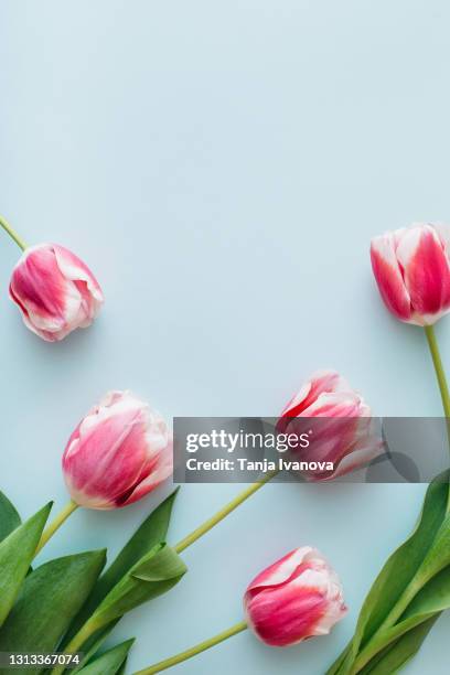 pink tulips on blue background. flat lay, top view, copy space. flower composition. spring time concept. - spring flat lay stock pictures, royalty-free photos & images