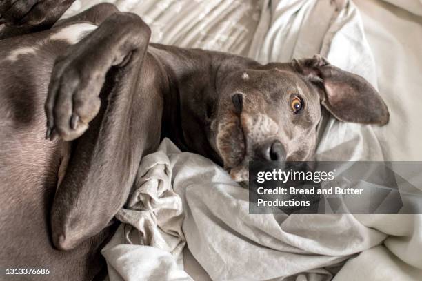 great dane dog lying upside down on human bed, close-up - great dane home stock pictures, royalty-free photos & images