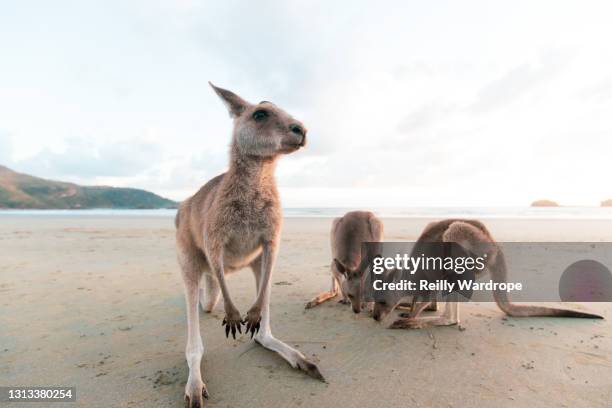 fraser island - queensland coronavirus stock pictures, royalty-free photos & images