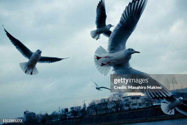 gulls flying over kamo river, kyoto city - kokmeeuw stockfoto's en -beelden