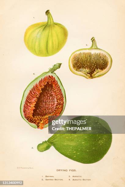 ilustrações de stock, clip art, desenhos animados e ícones de drying figs illustration 1892 - fig