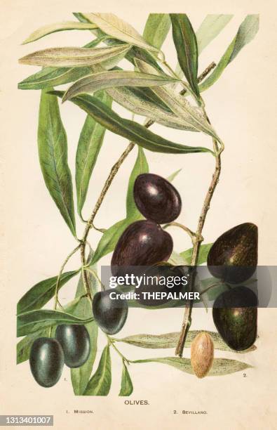 ilustrações de stock, clip art, desenhos animados e ícones de olives illustration 1892 - azeitonas