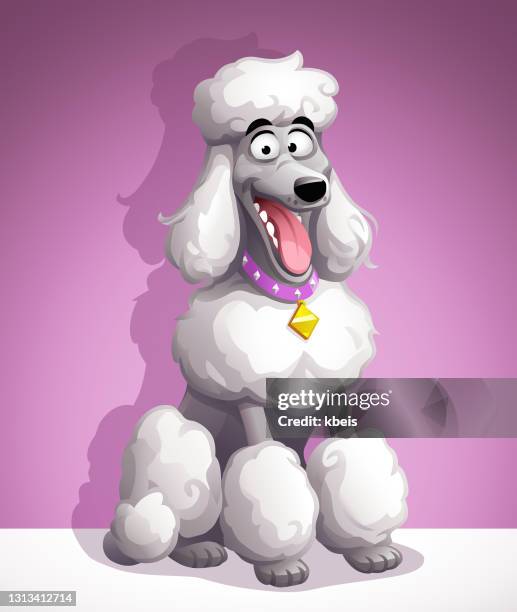 pretty poodle - white poodle stock illustrations
