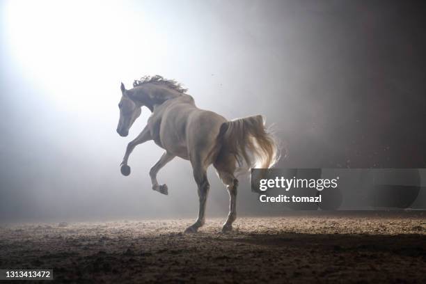 馬的榮耀 - white horse 個照片及圖片檔