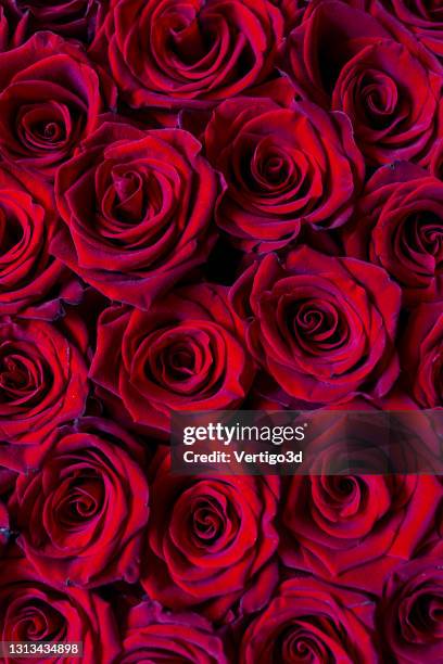 Local Red Roses Close Red Roses Closeup High-Res Stock Photo - Getty Images