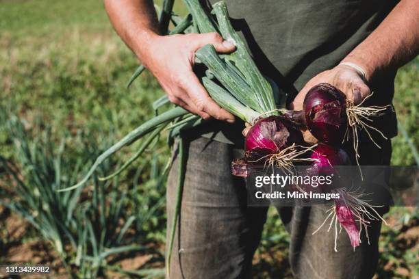 farmer standing in a field holding freshly picked red onions. - red onion stock-fotos und bilder