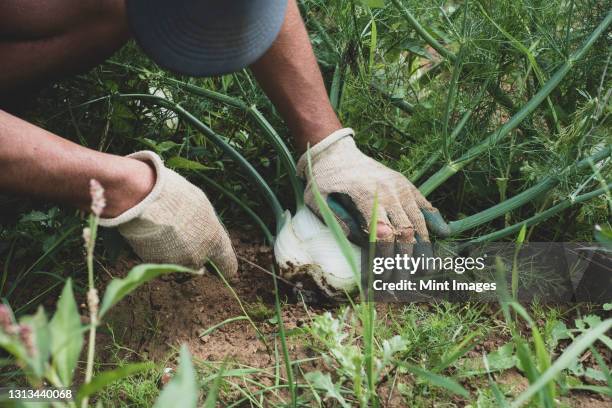 high angle close up of farmer harvesting fennel. - fennel stock pictures, royalty-free photos & images
