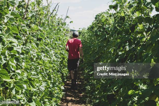 rear view of farmer walking along rows of runner beans. - runner beans stock-fotos und bilder