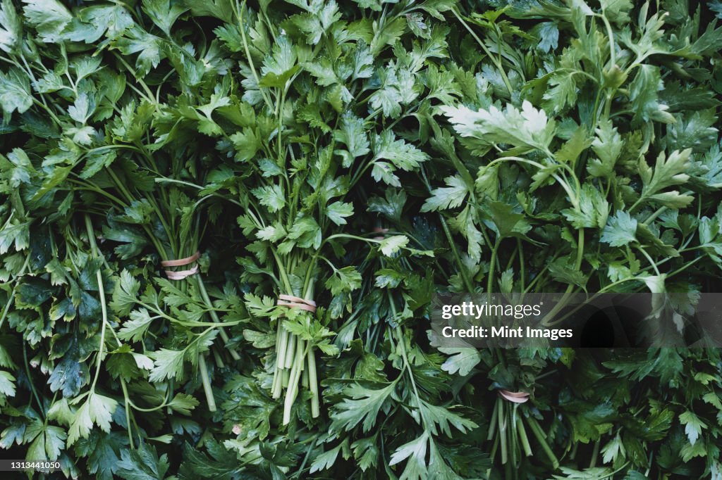 High angle close up of bunches of freshly picked flat leaf parsley.