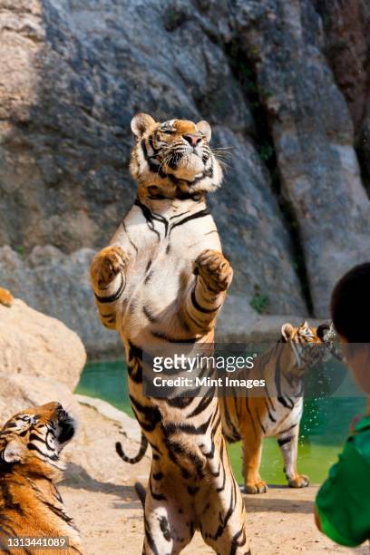 tigers in captivity, panthera tigris corbetti, one on hind legs, indochinese tiger or corbett's tiger (panthera tigris corbetti - インドシナトラ ストックフォトと画像